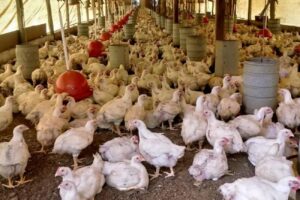 Confirmado caso de Newcastle em granja gaúcha