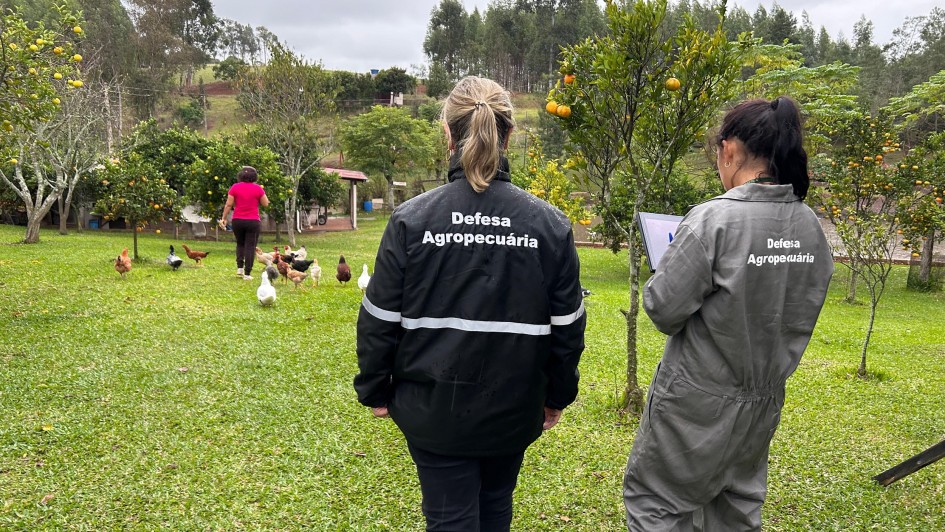 Estado vistoriou 100% das propriedades e já revisitou as que ficam no raio de três quilômetros do foco de gripe aviária