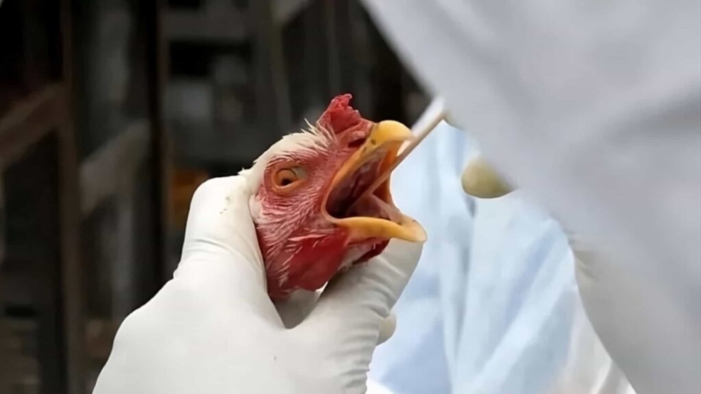 FAO: caso de gripe aviária no Brasil marca nova etapa do vírus