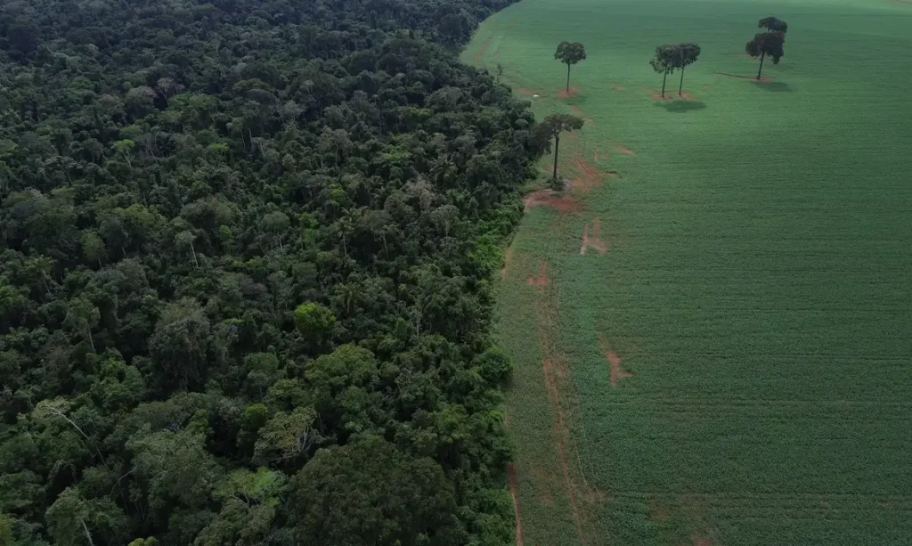 Trópicos registram perda recorde de floresta primária
