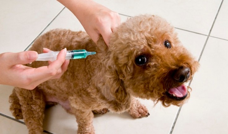 Câmara aprova projeto que criminaliza o exercício ilegal da Medicina Veterinária