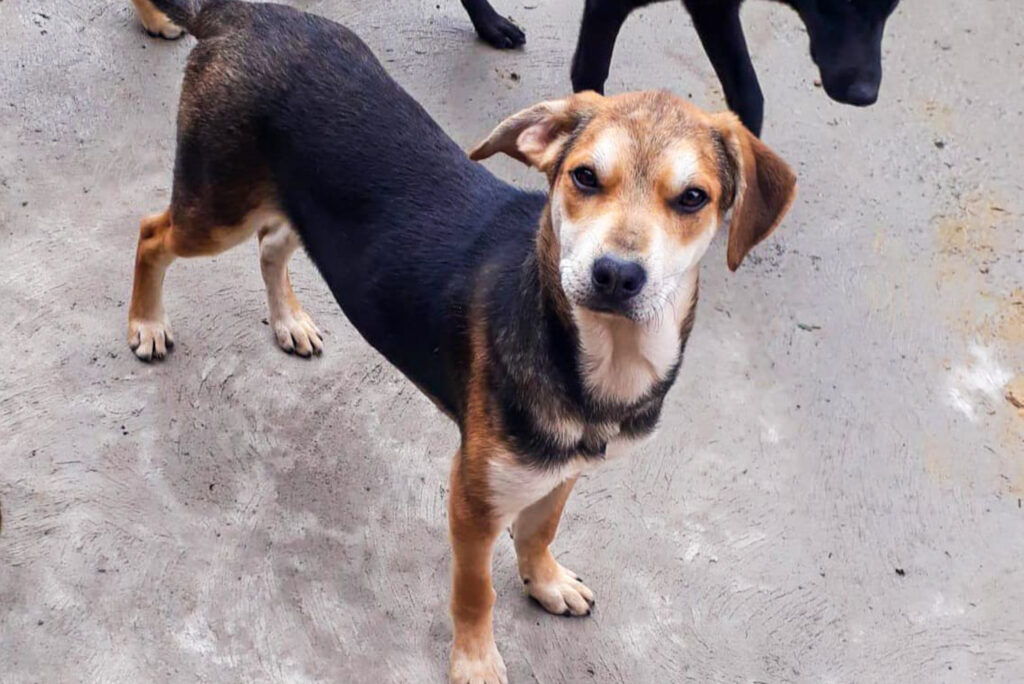 Cães resgatados receberão adestramento em Porto Alegre