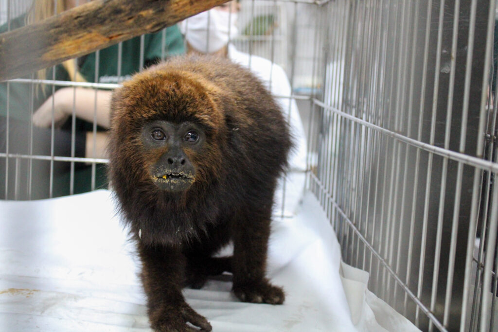 Equipe de Fauna Silvestre registra quase 2 mil atendimentos em 2025