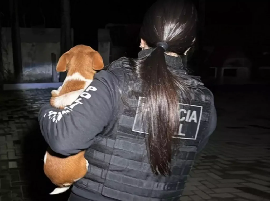Polícia indicia quatro suspeitos por esquema de falsas campanhas e eutanásia irregular de animais em Canoas