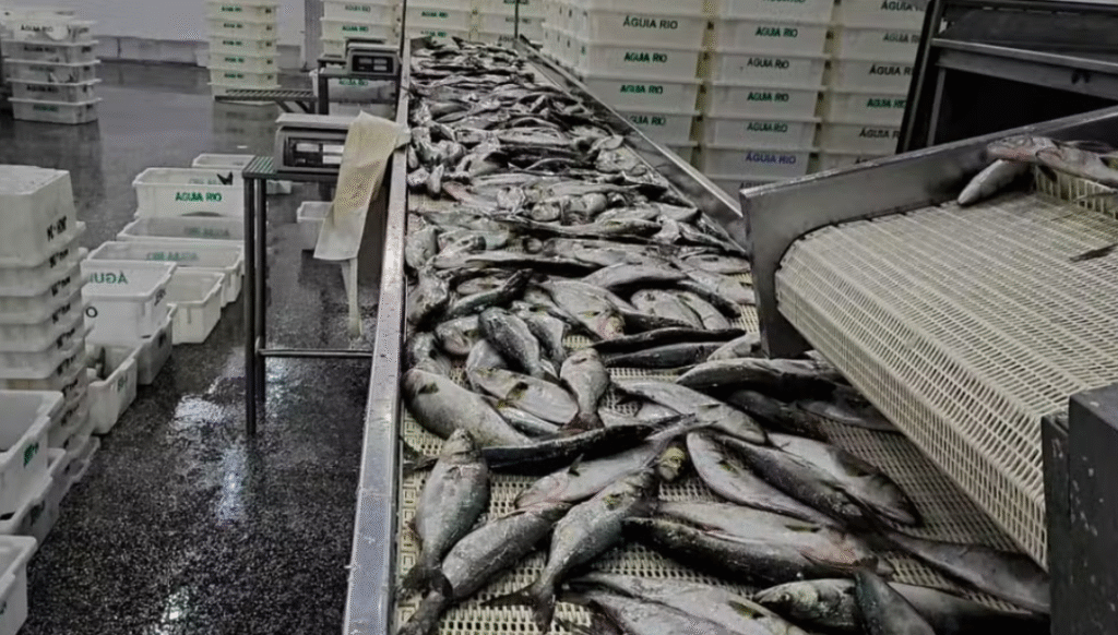 Operação contra pesca ilegal apreende mais de 100 toneladas de pescado e aplica R$ 6 milhões em multas no Sul do país
