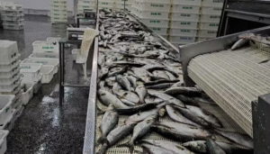 Operação contra pesca ilegal apreende mais de 100 toneladas de pescado e aplica R$ 6 milhões em multas no Sul do país