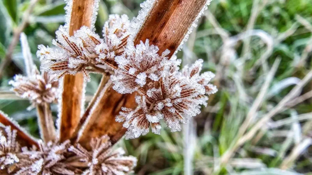 Rio Grande do Sul chega a 40 dias com temperaturas abaixo de zero em 2026