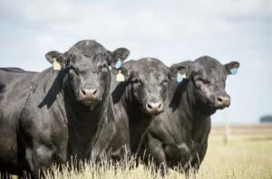 Mortes de três touros e um cavalo na Expointer são investigadas em Esteio