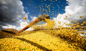 Produção agrícola brasileira cresce 18,4% em valor e alcança R$ 927,2 bilhões em 2025